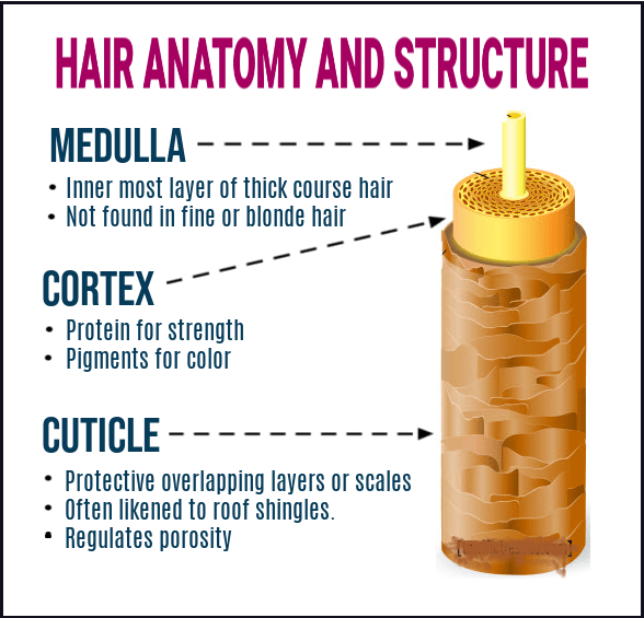 How To Test, And Care For Your Hair Porosity Type – Organic Beauty Essence