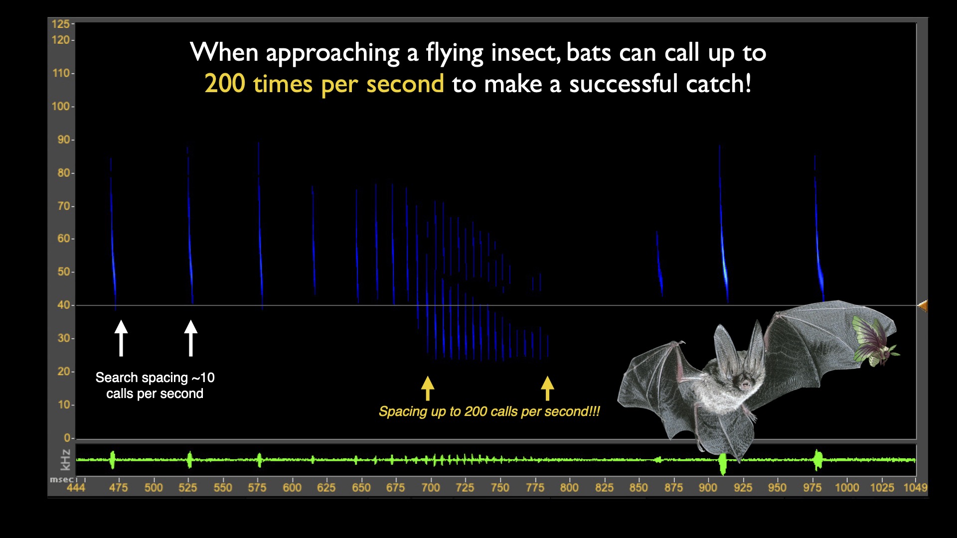 How bat brains listen for incoming signals during echolocation