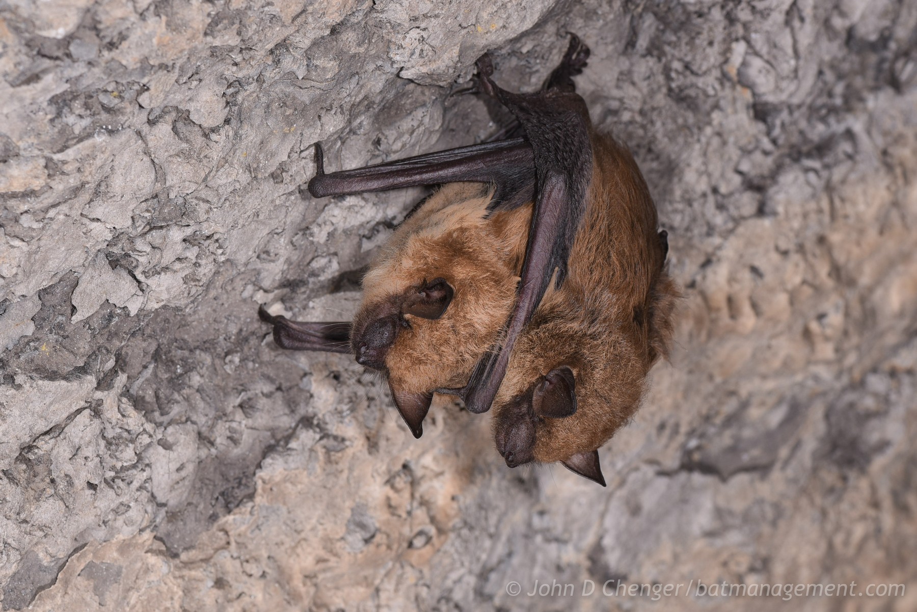 lc-sp-epfu – Bat Conservation and Management, Inc.