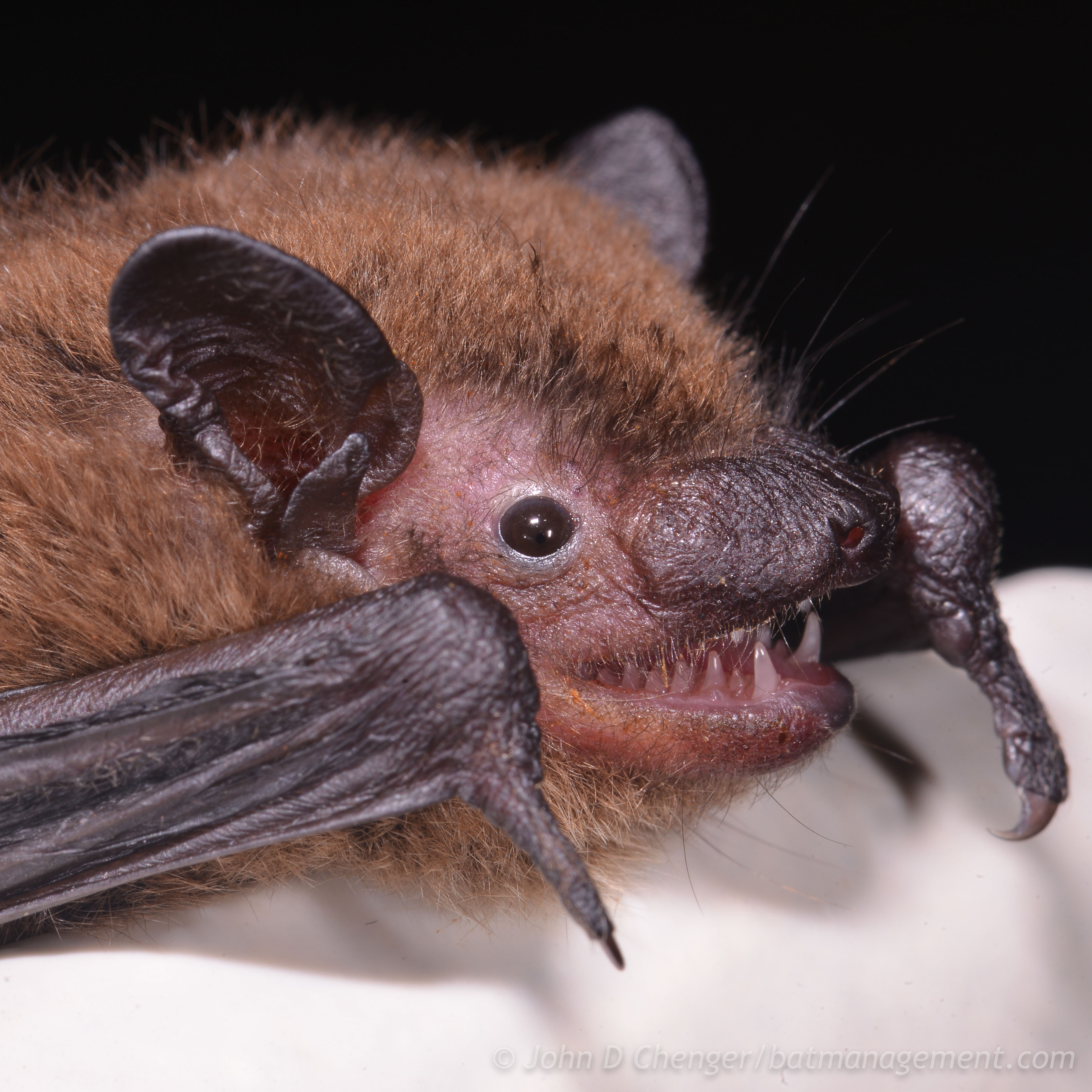 LC-SP-overview – Bat Conservation and Management, Inc.