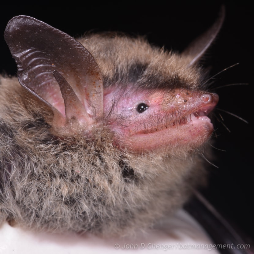 LC-SP-overview – Bat Conservation and Management, Inc.