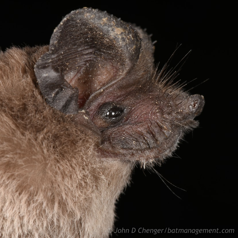 LC-SP-overview – Bat Conservation and Management, Inc.