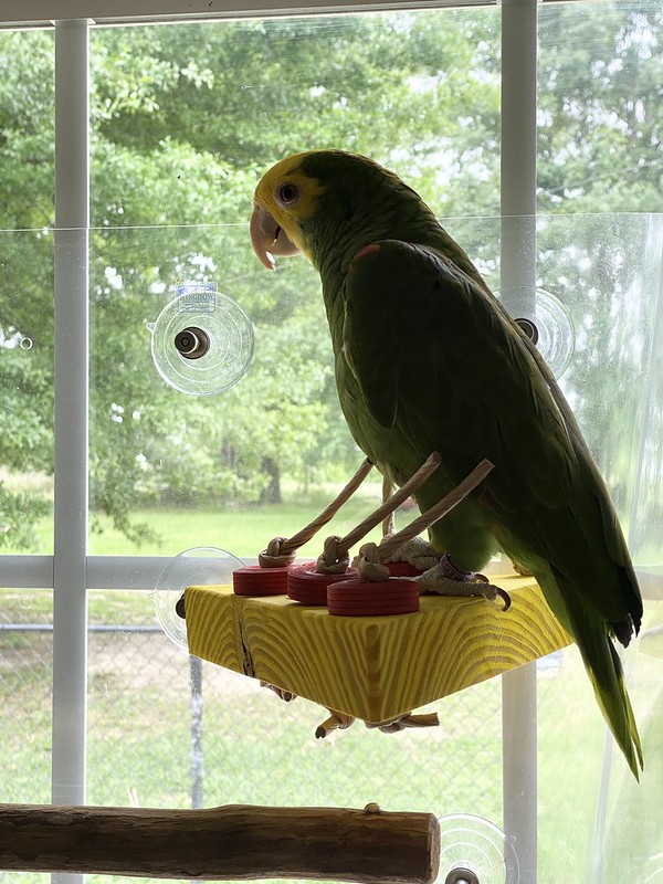 Are Platform Perches Good For Birds?