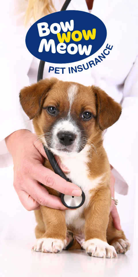 tan and white puppy sitting looking at camera with veterinarian checking heart rate with stethoscope
