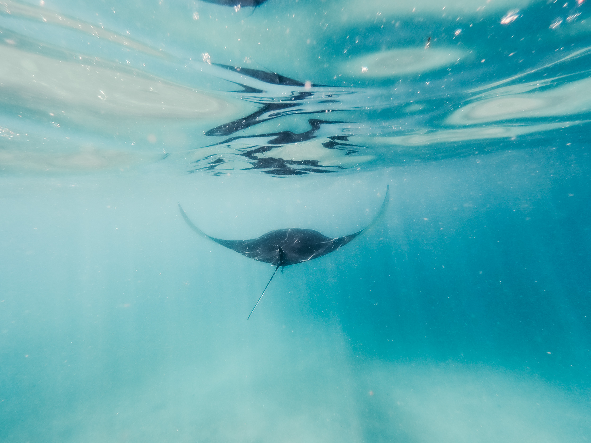 Underwater photo of Manta ray swimming away from camera while diving in Bali, Indonesia